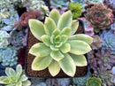 Echeveria 'Golden Glow' Variegated 2" Succulent Plant