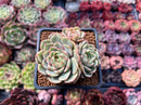 Echeveria 'Ben Badis' 2" Cluster Succulent Plant