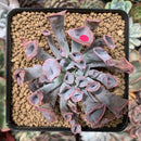 Echeveria 'Trumpet Pinky' 2"-3" Succulent Plant