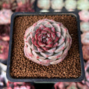 Echeveria 'Red Velvet' 2" Succulent Plant