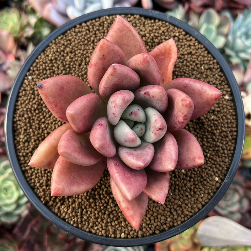 ruby red succulent Graptoveria 'Ruby Donna' 3
