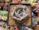 Echeveria 'Lilacina' Mutated 2" Succulent Plant