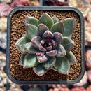 Echeveria 'Caravan' 2" Succulent Plant