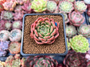 Echeveria Agavoides 'Fabien' 2" New Hybrid Succulent Plant