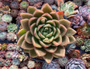 Echeveria Agavoides 'Bravo' 5" Large Succulent Plant