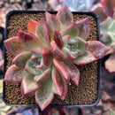 Echeveria 'Orange Champaign' 3" Cluster Succulent Plant