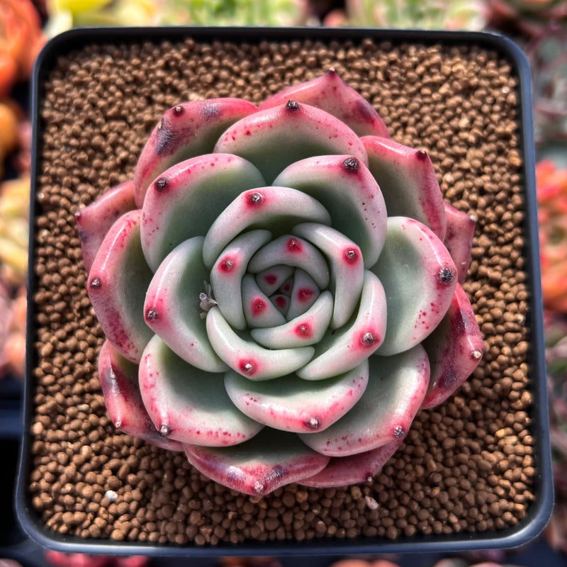 honey pink succulent Echeveria Agavoides 'Honey Pink' 1" Succulent Plant