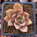 Echeveria 'Yellow Champaign' 1" Succulent Plant