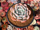 Echeveria 'Ivory' 4" Powdery Succulent Plant