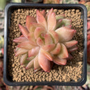 Echeveria Agavoides 'Shallot' Cluster 2" Succulent Plant