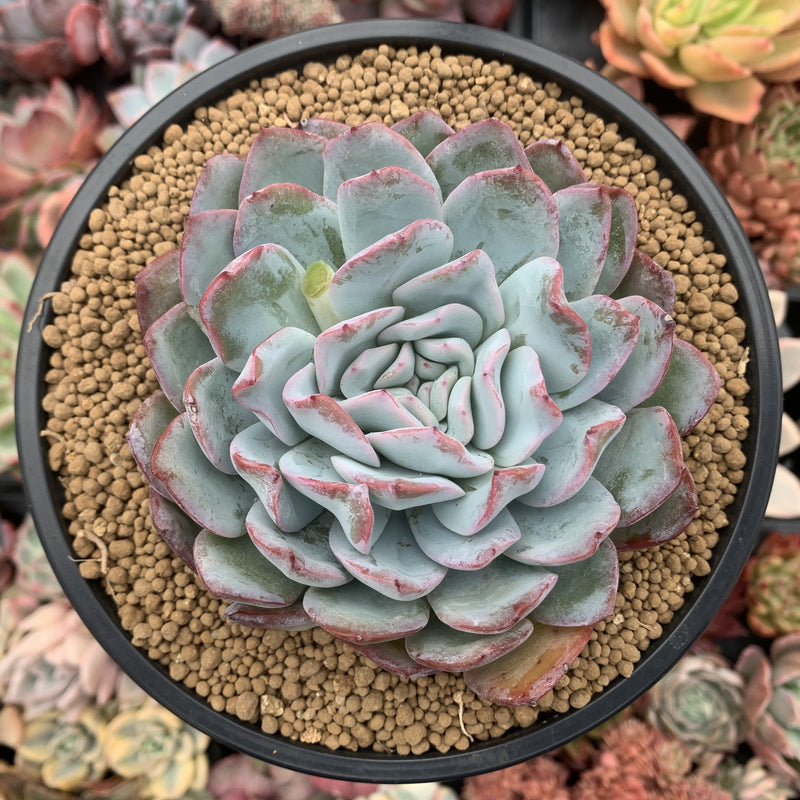 peach succulent Echeveria 'Peach Candy' 5" Powdery Succulent Plant – True Succulents Plant Co