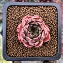 Echeveria 'Sarahime' x 'Indigo' Seed-grown Hybrid 1" New Hybrid Succulent Plant