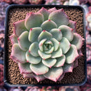Echeveria 'Belladona' 2" Succulent Plant