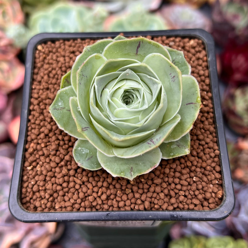 Greenovia 'El Hiero' 2