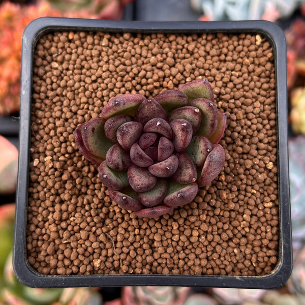 Echeveria Agavoides 'Chocolate Jelly' 1"-2"Succulent Plant