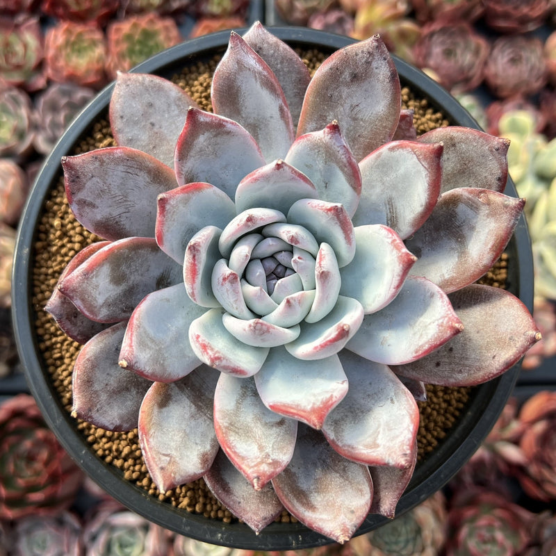 desert dreamer succulent Echeveria 'Black Sabbath' 5” Succulent Plant