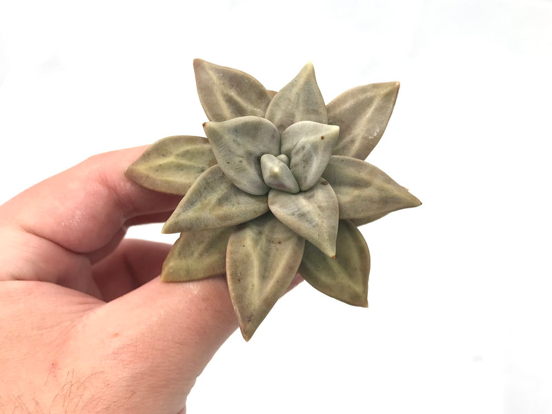hard succulents Echeveria Xichuensis 3" Very Hard to Find Succulent Plant – True Succulents Plant Co