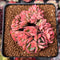 Echeveria 'Luella' Crested 2"-3" Succulent Plant
