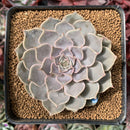 Echeveria 'Helena' Hybrid 3" Succulent Plant