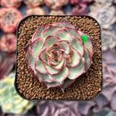 Echeveria 'Kakao Tips' 2" Succulent Plant