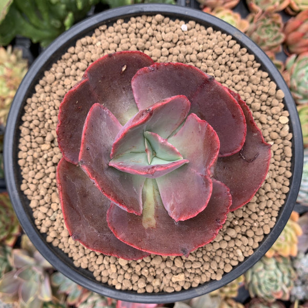 succulent big plants Echeveria 'Big Red' Hybrid 3" Succulent Plant – True Succulents Plant Co