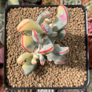 Cotyledon 'Orbiculata' Variegated 3" Succulent Plant
