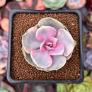 Echeveria 'Rainbow' 2" Succulent Plant