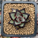 Echeveria Agavoides 'Super Black' 1" Small Succulent Plant