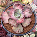 Echeveria 'Suyon Frill' Variegated 4"-5" Succulent Plant