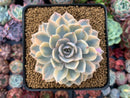 Echeveria 'Subsessilis' Variegated 3" Succulent Plant