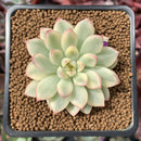 Echeveria 'Mebina' Variegated 2" Succulent Plant