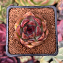 Echeveria 'Violet Cheese' 2" Succulent Plant