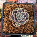 Echeveria 'Cindy' 1" Seed Grown New Hybrid Succulent Plant