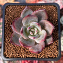 Echeveria 'Purple Shot' 2" Succulent Plant