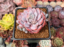 Echeveria 'Lulu' 2" Succulent Plant