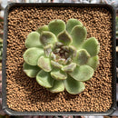 Echeveria Agavoides 'Amethyst' 2" Succulent Plant