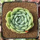 Echeveria 'Twin Berry' 2” Succulent Plant