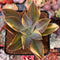 Graptoveria 'Fred Ives' Variegated 3" Large Succulent Plant