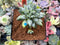 Pachyphytum Compactum 'Glaucum' 2" Succulent Plant