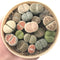 Collection of Lithops 4" (x18 Lithops)