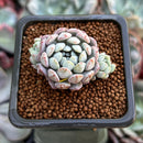 Echeveria 'Amoena' 1" Cluster Succulent Plant