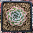 Echeveria 'Pink Crystal' 2" Succulent Plant