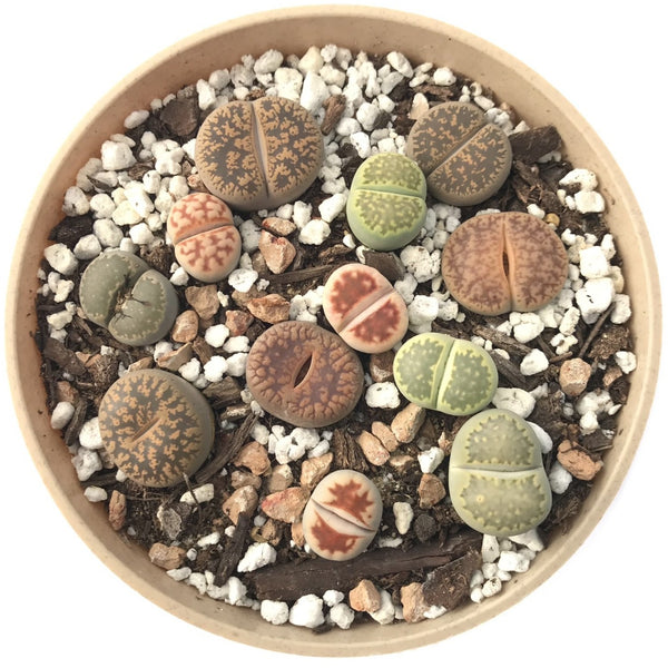 Collection of Lithop Plants 4" (x12 Lithops)