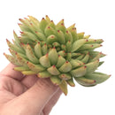 Echeveria Agavoides 'Ebony' Crested 4" Succulent Plant
