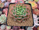 Echeveria 'Ice Pink' 2"-3" Succulent Plant