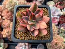Echeveria 'Hanaikada' Variegated 1" Small Succulent Plant