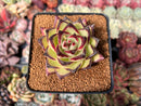 Echeveria Agavoides 'Maria' 3" Succulent Plant