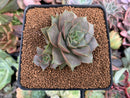 Echeveria 'Mysterious Rose' 2" New Hybrid Succulent Plant