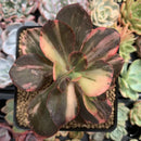 Echeveria 'Primadonna' Variegated 3" Succulent Plant