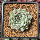 Echeveria 'Mexensis Zaragosa' 1"-2" Succulent Plant